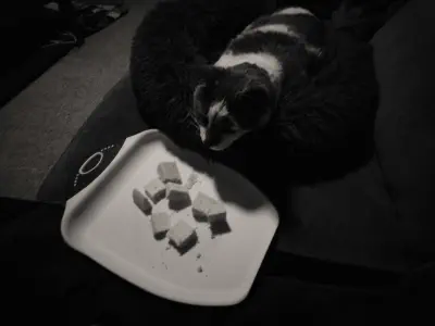 (In black and white) A top down shot of Houini in a cat bed looking over and sniffing at a cutting board of cheese that was placed near him.