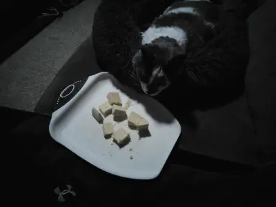 (In color) A top down shot of Houini in a cat bed looking over and sniffing at a cutting board of cheese that was placed near him.