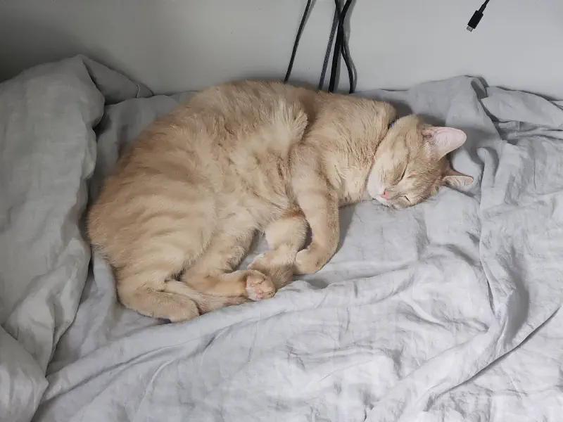 A big, orange cat sleeping very happily upon the linen sheet.