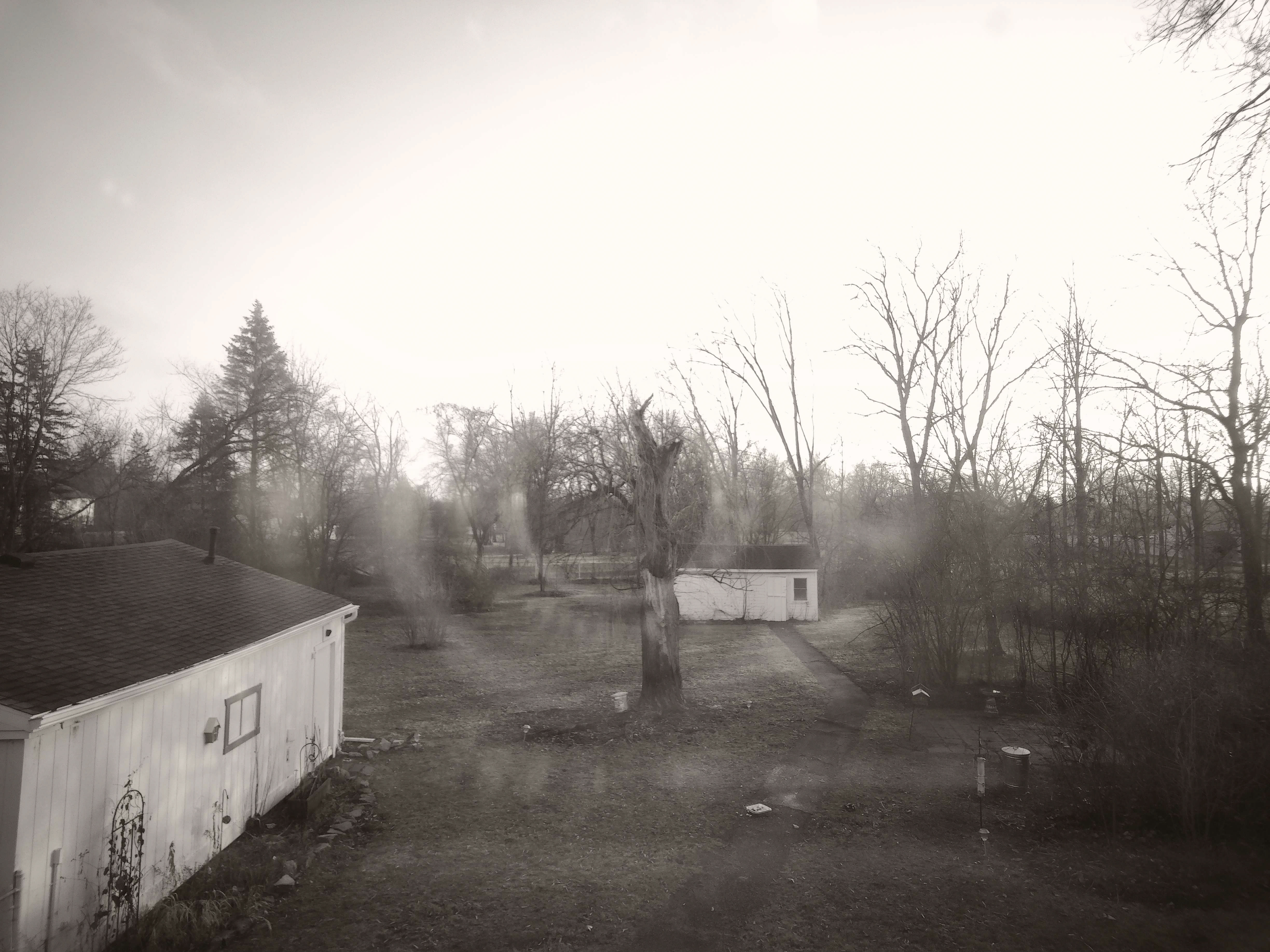 (In black and white) An elevated shot of a backyard. On the left is a simple 1 story garage, in the center is a willow tree and further back is a white shed. On the right is a lot of landscaping and critter feeders.