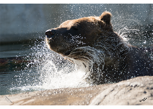 A bear shaking the water off their head in a pool at the zoo